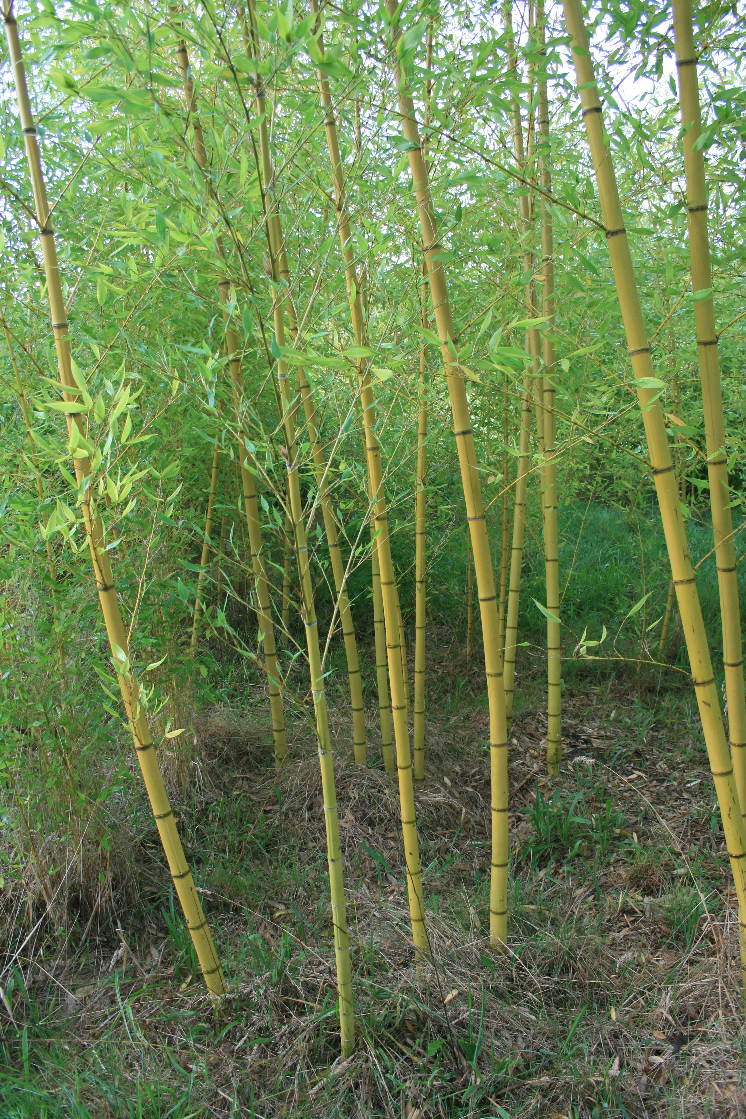 plantation bambous