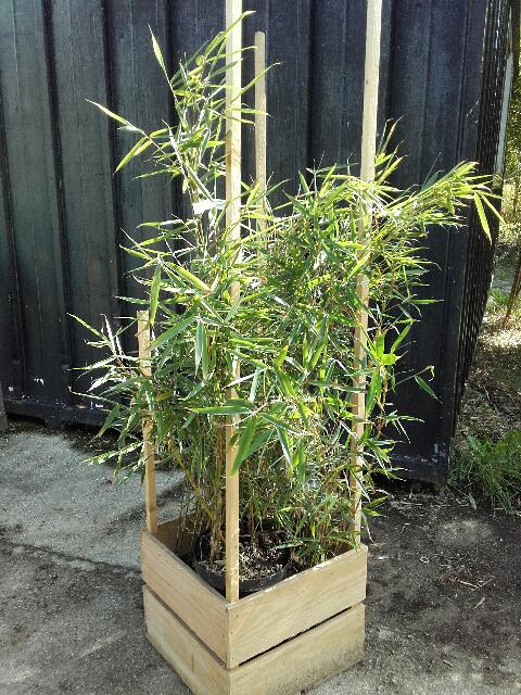 conditionnement bambou creapaysage