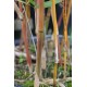 Bambusa multiplex 'Alphonse Kaar'