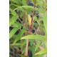 Bambusa multiplex 'Alphonse Kaar'