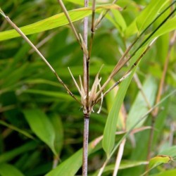 Sinobambusa sichuanensis