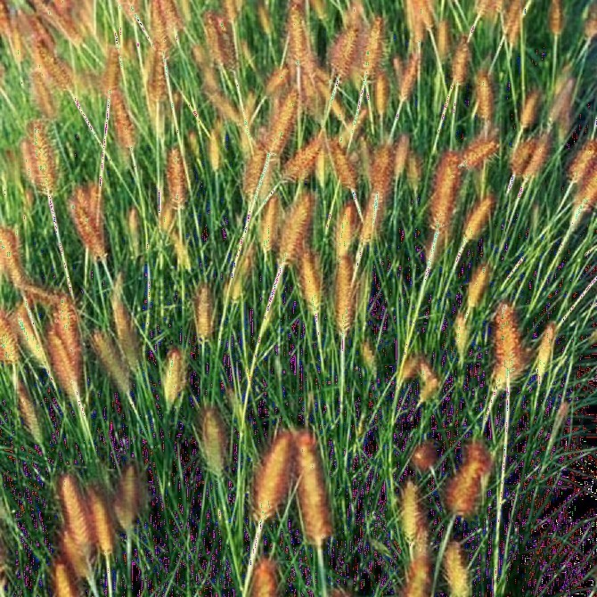 Pennisetum alopecuroïdes 'Weserbergland'