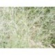 Molinia arundinacea 'Transparent'