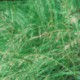 Eragrostis trichodes