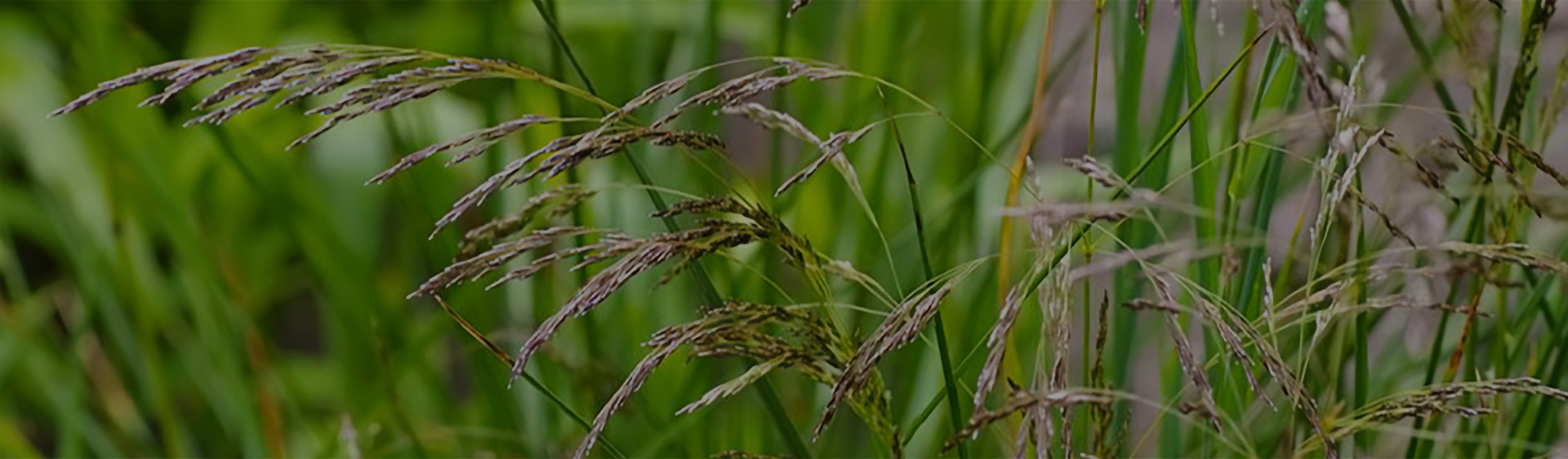 Nos graminées