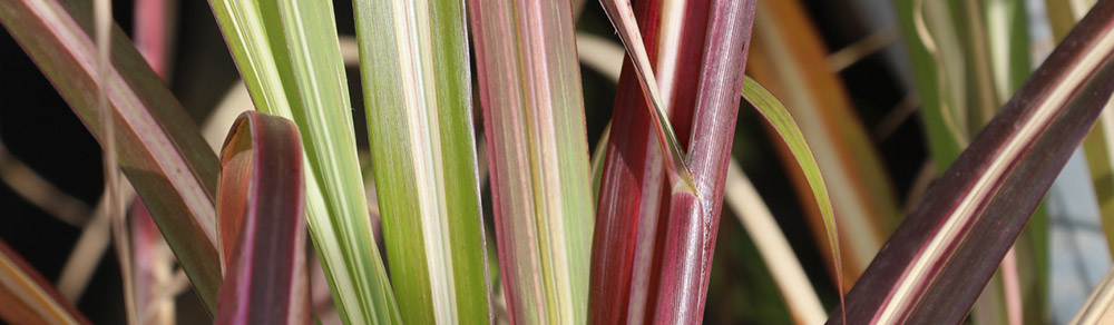 Miscanthus